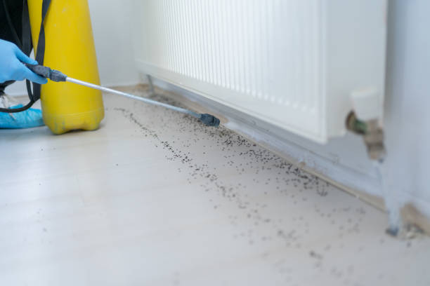 Flea Control Services in Milton, FL