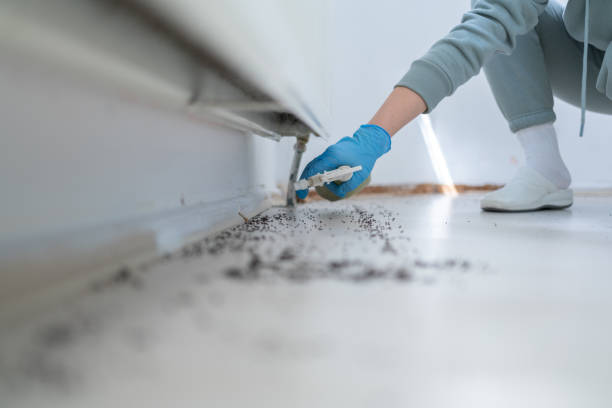 Wasp Removal Services in Milton, FL